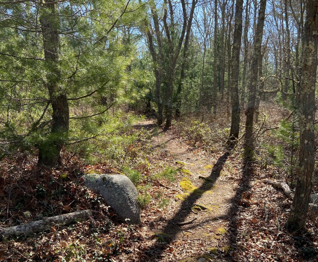 The trail at Florence Sylvia Woodland.