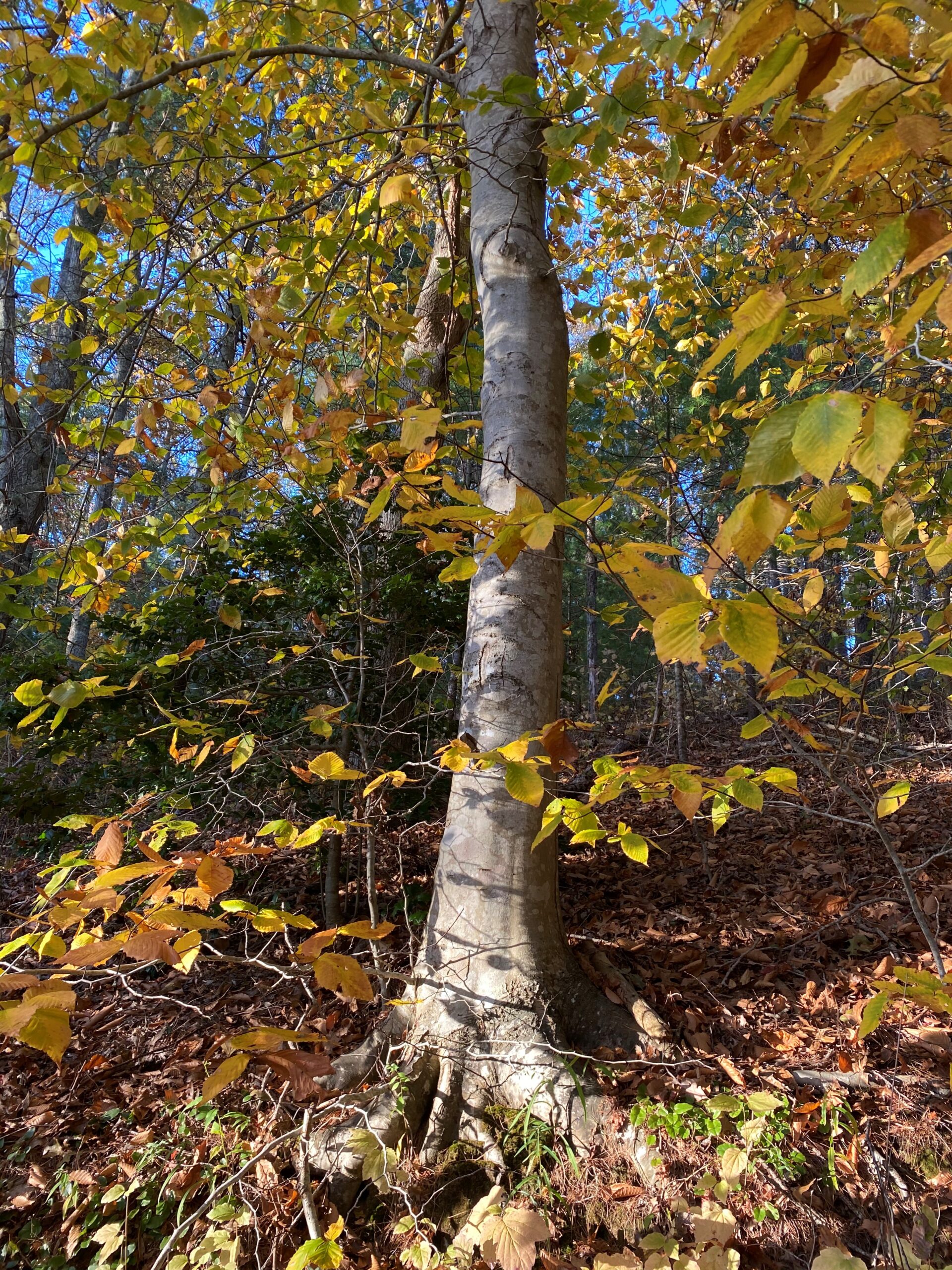 Fall gold near Angel's Mirror
